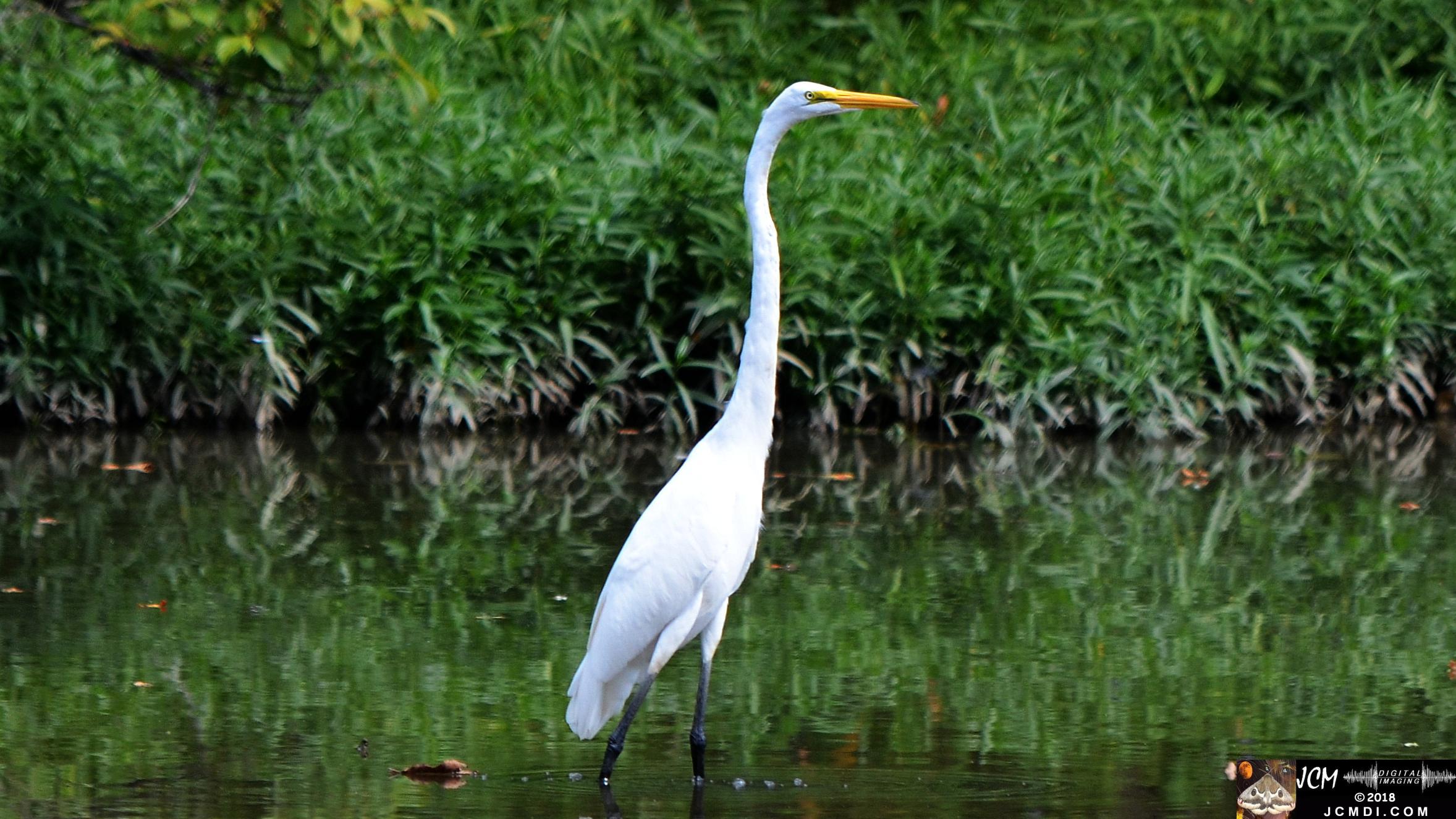 A White Egret at Old Hickory Lake.jpg